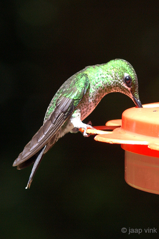 Green-Crowned Brilliant - Groenkruinbriljantkolibrie - Heliodoxa jacula 