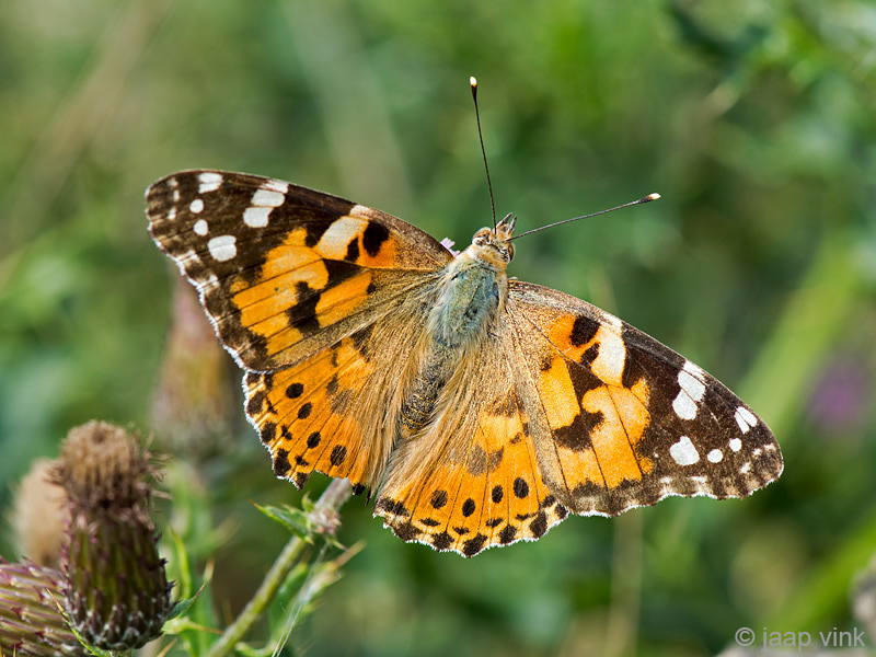 Painted Lady - Distelvlinder - Vanessa cardui
