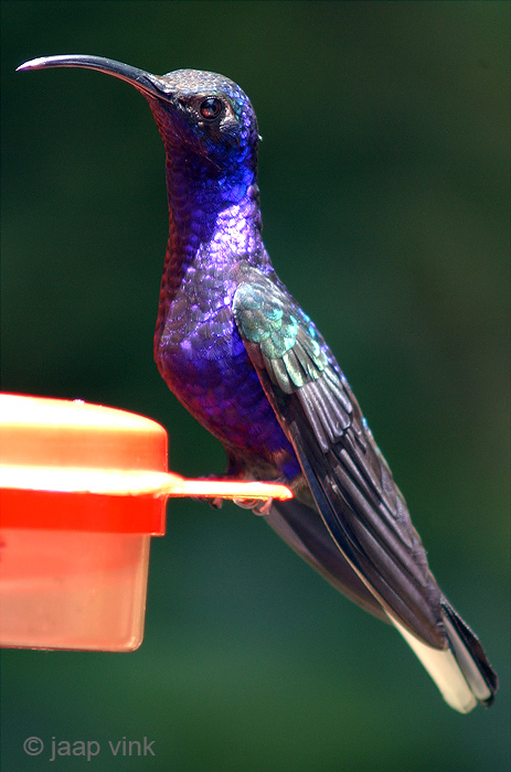 Violet Sabrewing - Violette Sabelvleugel - Campylopterus hemileucurus
