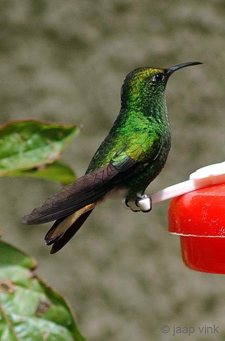 Coppery-headed Emerald - Koperkopsmaragdkolibrie - Elvira cupreiceps