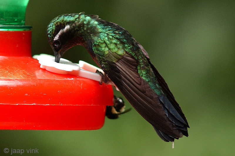 Purple-throated Mountain-gem -Purperkeeljuweelkolibrie - Lampornis calolaemus