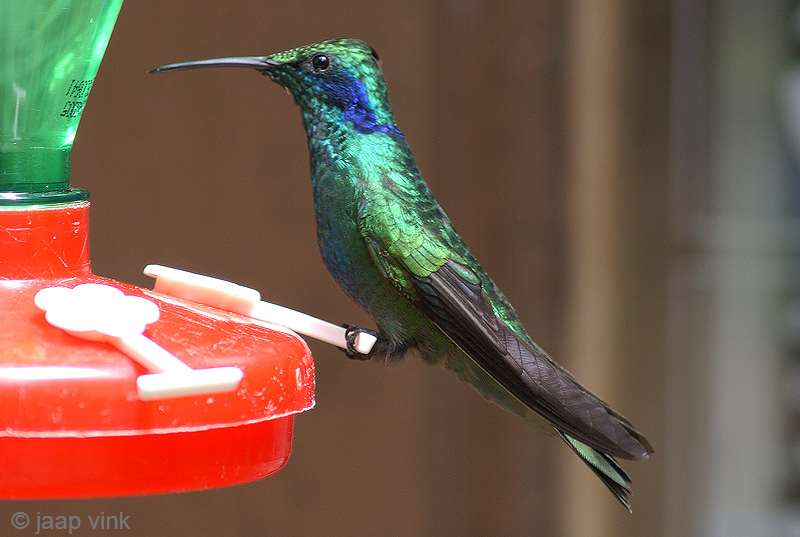 Green Violet-ear - Mexicaanse Violetoorkolibrie - Colibri thalassinus