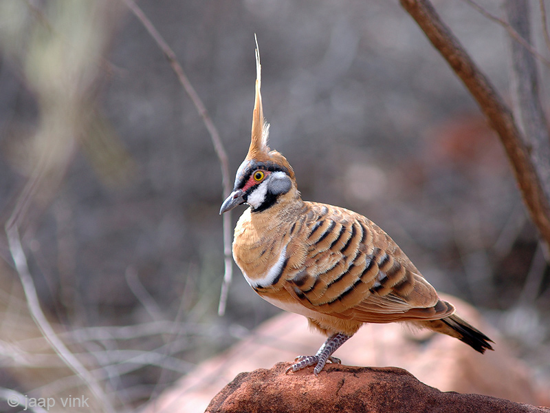 Spinifex Pigeon - Spinifexduif - Geophaps plumifera 