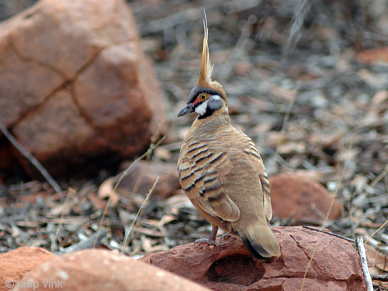 Spinifex Pigeon - Spinifexduif - Geophaps plumifera 