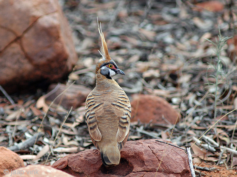 Spinifex Pigeon - Spinifexduif - Geophaps plumifera 