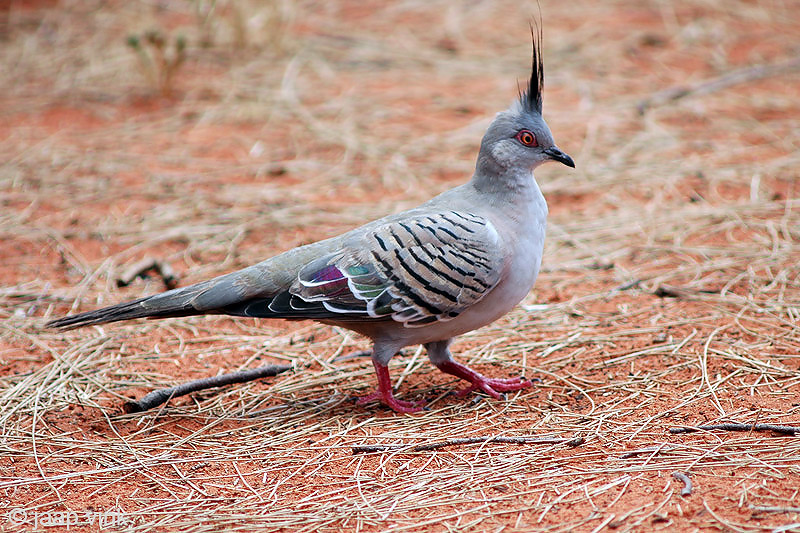 Crested Pigeon - Spitskuifduif - Ocyphaps lophotes