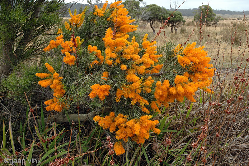Western Australian Christmas Tree - Nuytsia floribunda