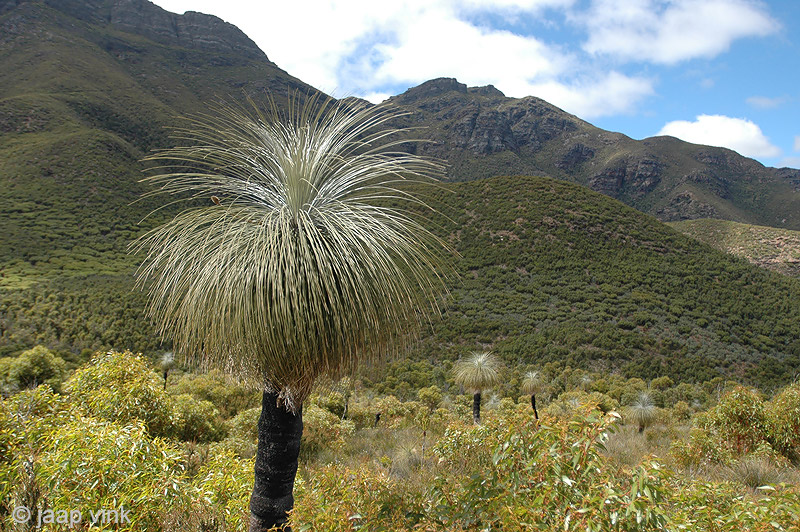 Australian Grass Tree - Xanthorrhoea spec.