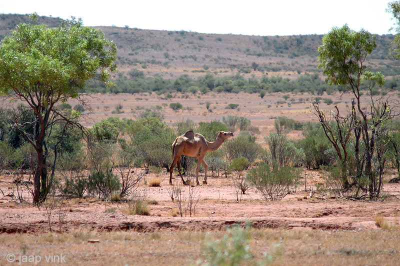 Camel - Dromedaris - Camelus dromedarius
