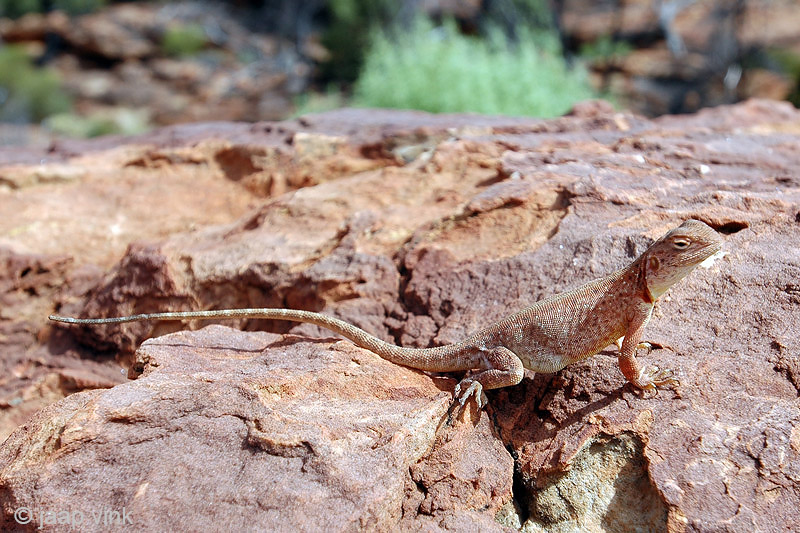 Unidentified Lizzard