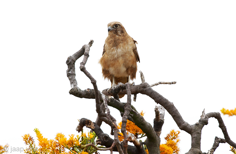 Brown Falcon - Grote Bruine Valk - Falco berigora