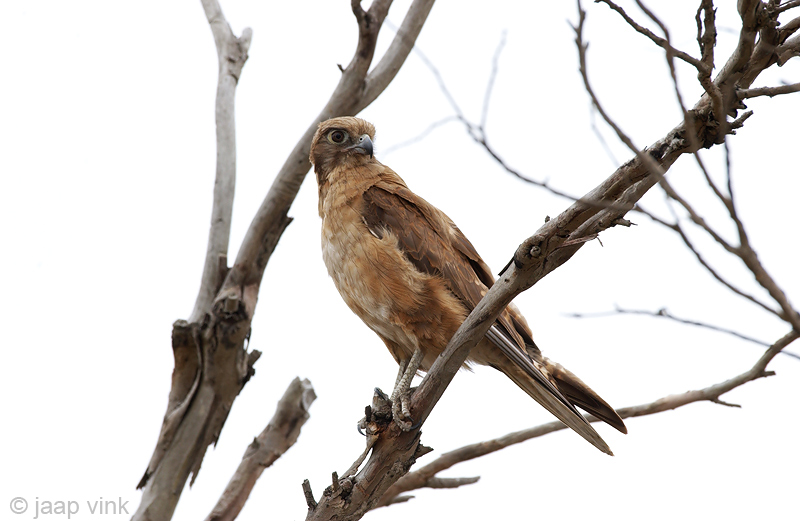 Brown Falcon - Grote Bruine Valk - Falco berigora