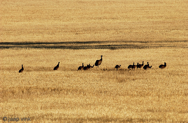 Emu - Emoe - Dromaius novaehollandiae