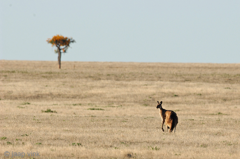Red Kangaroo - Rode Reuzenkangoeroe - Macropus rufus