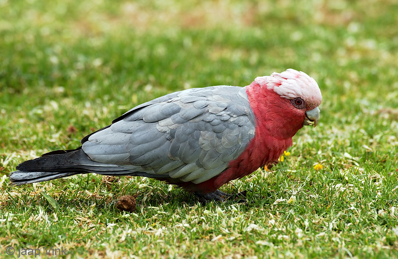 Galah - Roze Kakatoe - Eolophus roseicappilus