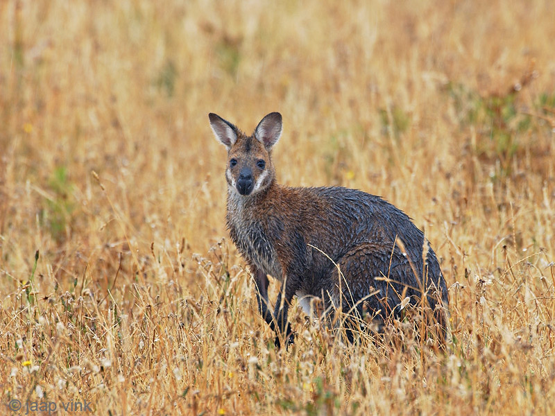 Bennetts Wallaby - Bennettwallaby - Macropus rufogriseus
