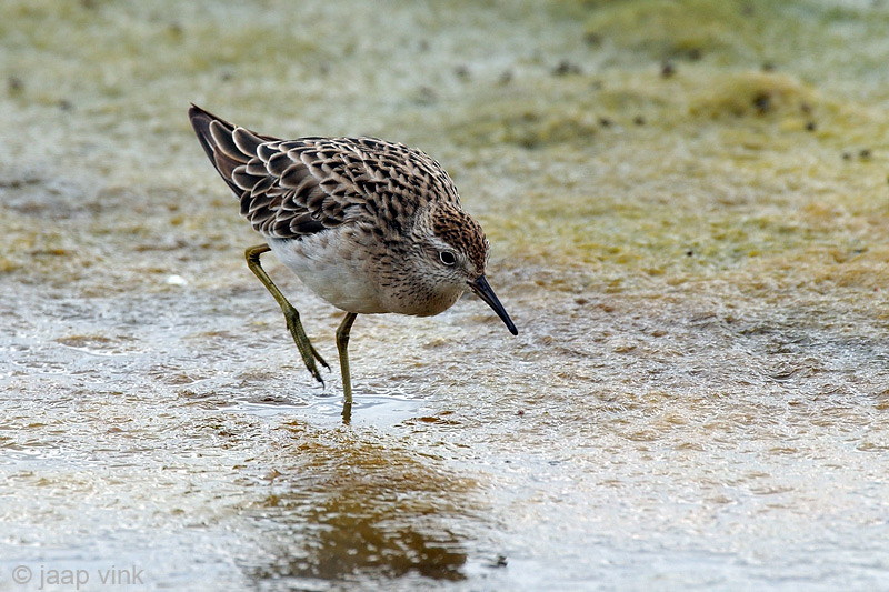 Sharp-tailed Sandpiper - Siberische Strandloper - Calidris acuminata