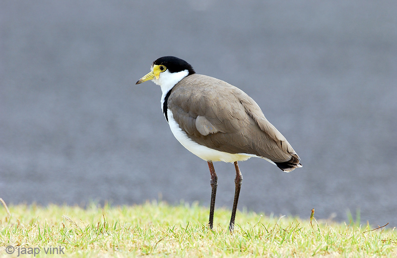 Masked Lapwing - Maskerkievit - Vanillas miles novaehollandiae