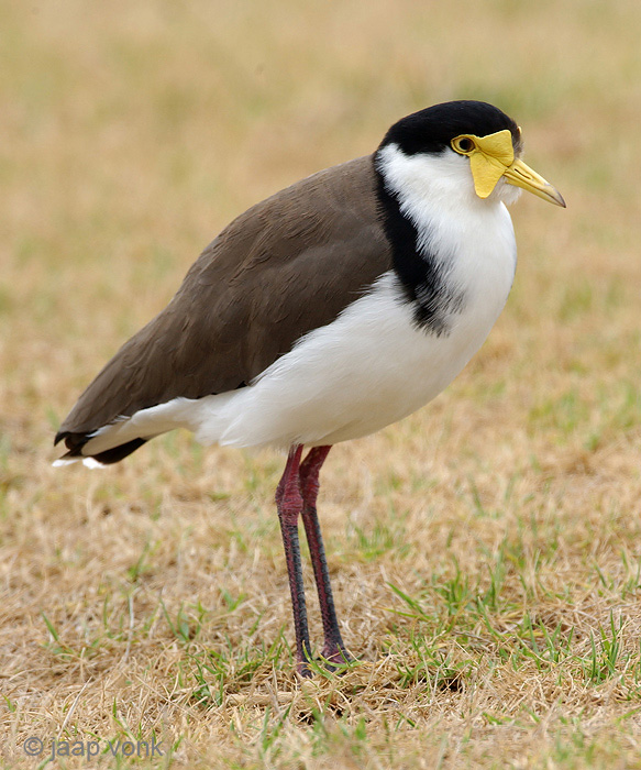 Masked Lapwing - Maskerkievit - Vanellus miles novaehollandiae