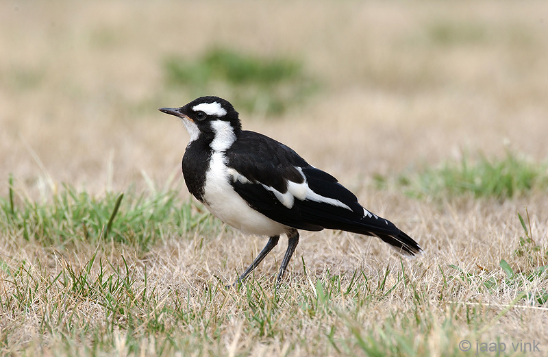 (Australian) Magpie-lark - Australische Slijklijster - Grallina cyanoleuca
