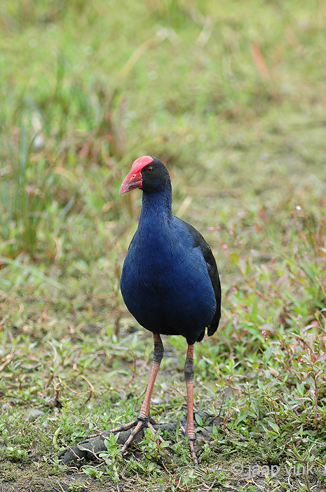 Purple Swamphen - Purperkoet - Porphyrio porphyrio