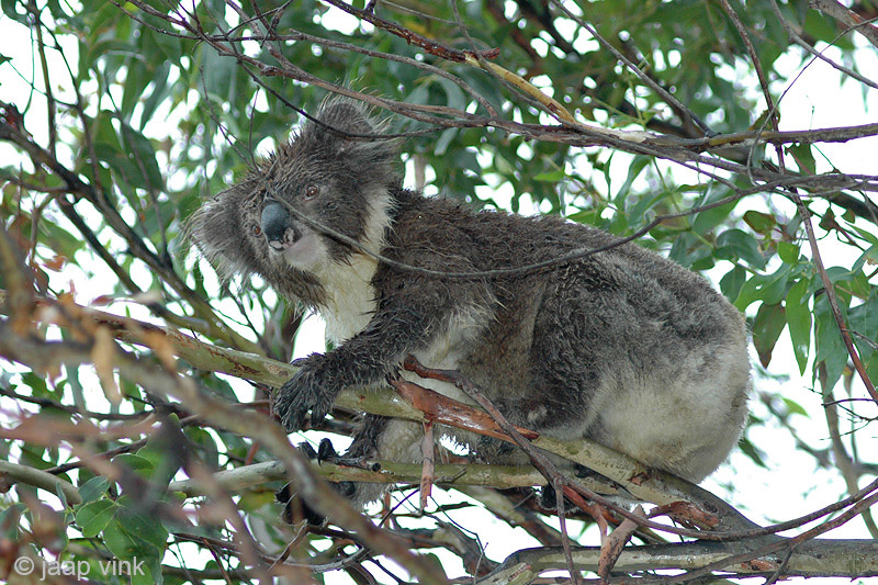 Koala - Koala - Phascolarctos cinereus