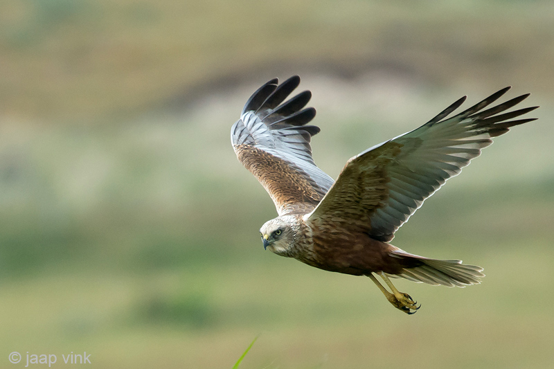 Western Marsh Harrier - Bruine Kiekendief - Circus aeruginosus