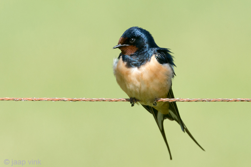 Barn Swallow - Boerenzwaluw - Hirundo rustica