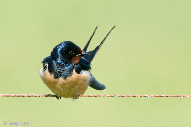 Barn Swallow - Boerenzwaluw - Hirundo rustica