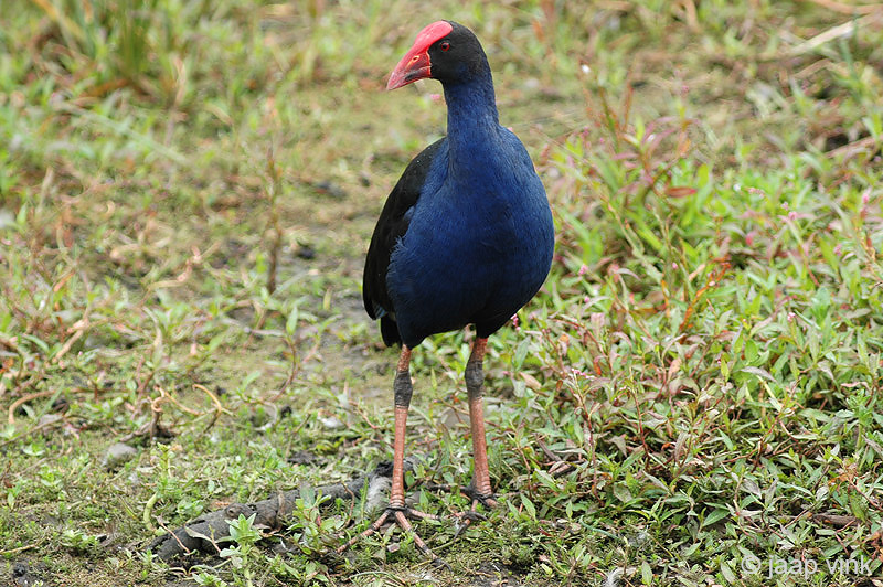 Purple Swamphen - Purperkoet - Porphyrio porphyrio