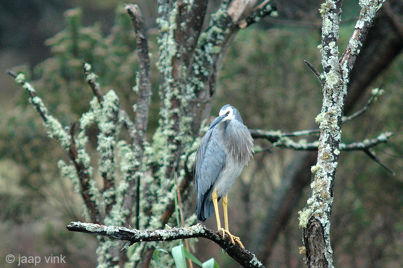 White-faced Heron - Witwangreiger - Egretta novaeholandiael