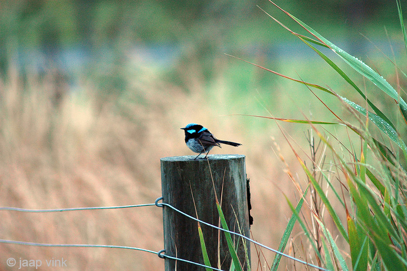 Superb Fairy-wren - Ornaatelfje - Malurus cyaneus