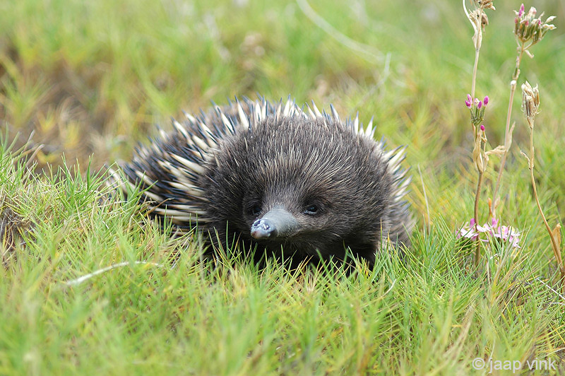 Short-beaked Echidna - Mierenegel - Tachyglossus aculeatis