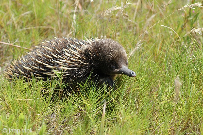 Short-beaked Echidna - Mierenegel - Tachyglossus aculeatis