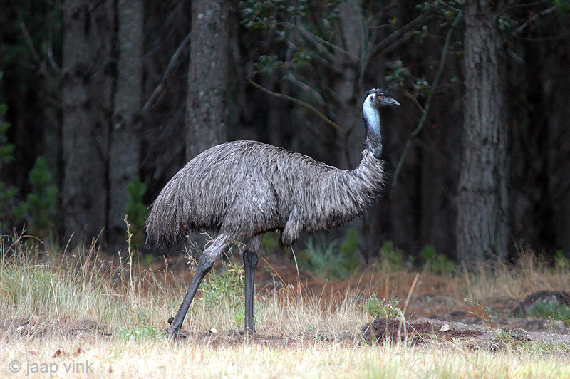 Emu - Emoe - Dromaius novaehollandiae