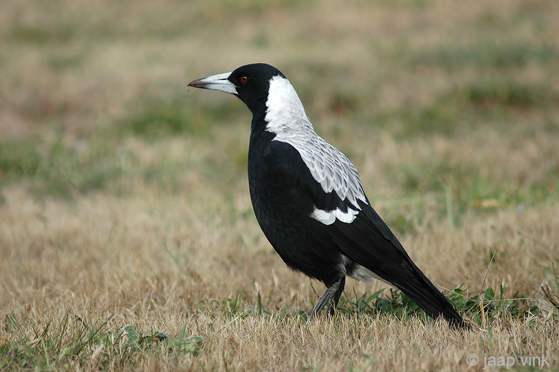 Australian Magpie - Zwartrugfluitvogel - Gymnorhina tibicen
