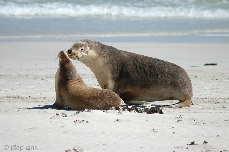Australian Sea Lion - Australische Zeeleeuw - Neophoca cinerea