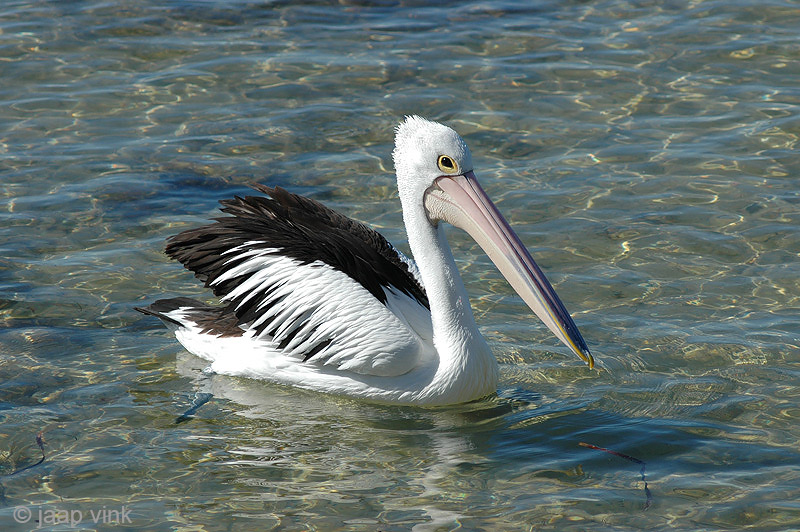 Australian Pelican - Australische Pelikaan - Pelecanus conspillatus