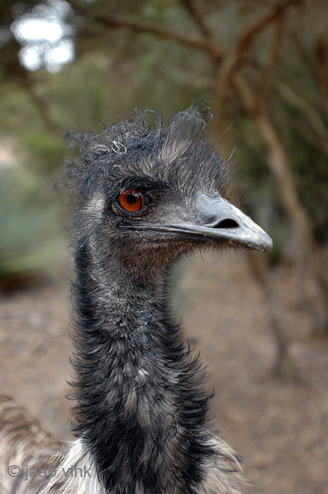 Emu - Emoe - Dromaius novaehollandiae