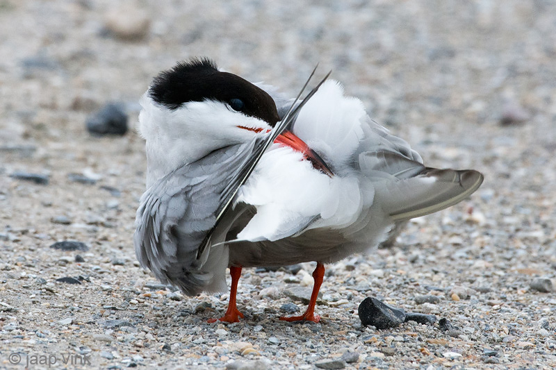 Common Tern - Visdief - Sterna hirundo