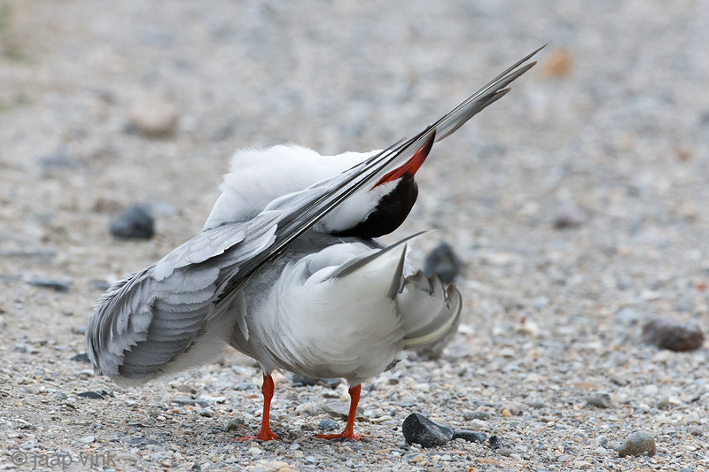 Common Tern - Visdief - Sterna hirundo