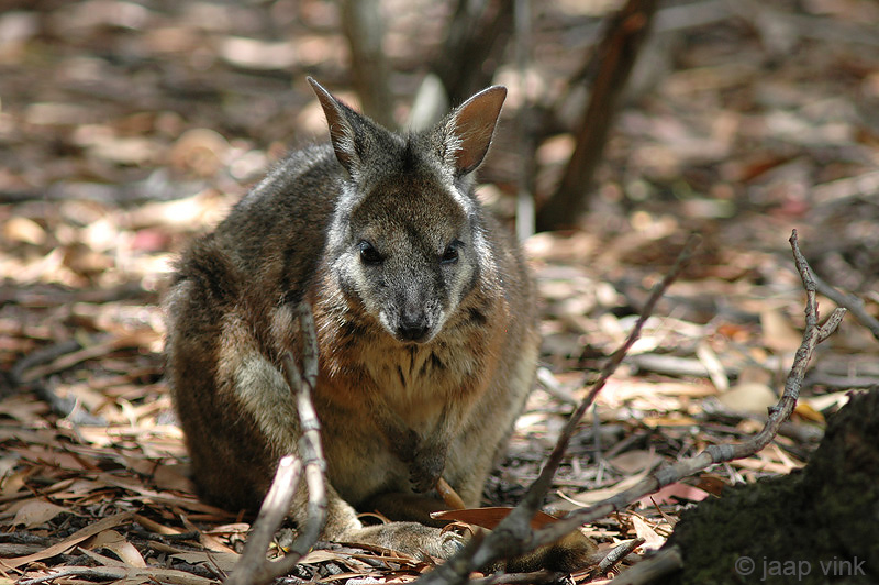 Tammar Wallaby - Tammarwallaby - Macropus eugenii