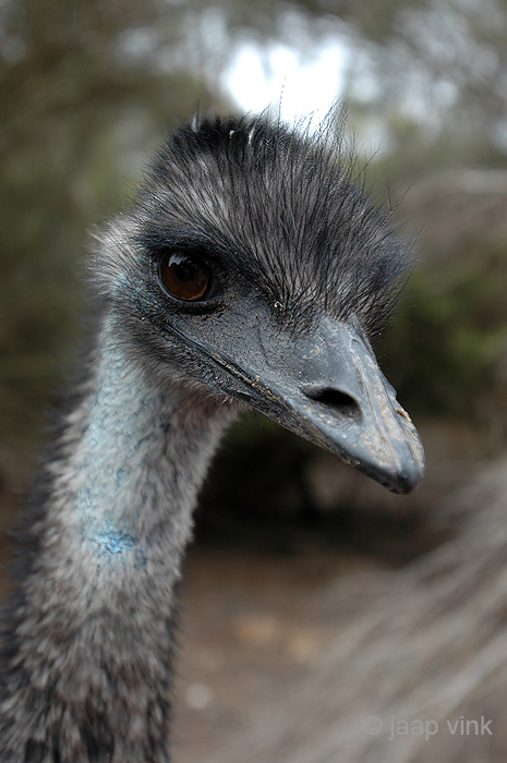 Emu - Emoe - Dromaius novaehollandiae