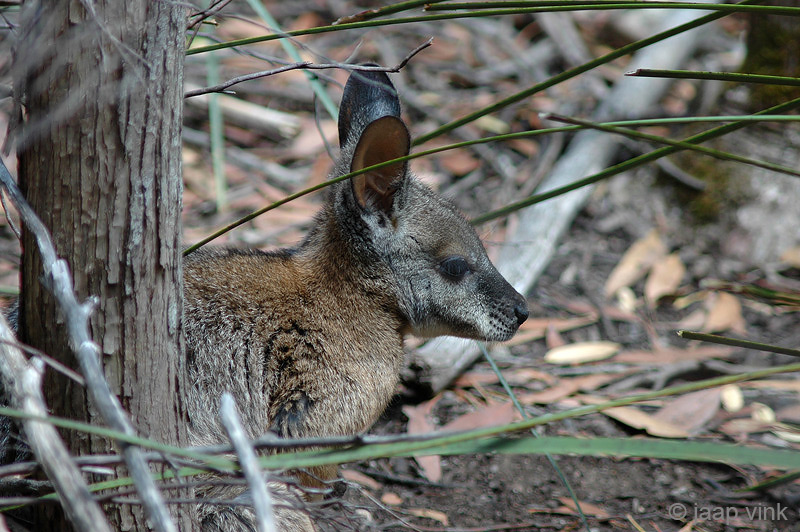 Tammar Wallaby - Tammarwallaby - Macropus eugenii