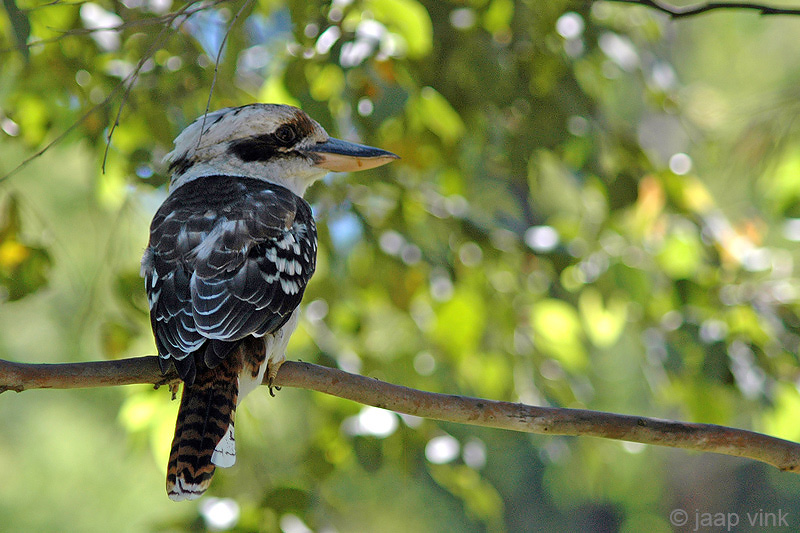 Laughing Kookaburra - Kookaburra - Dacelo novaeguineae