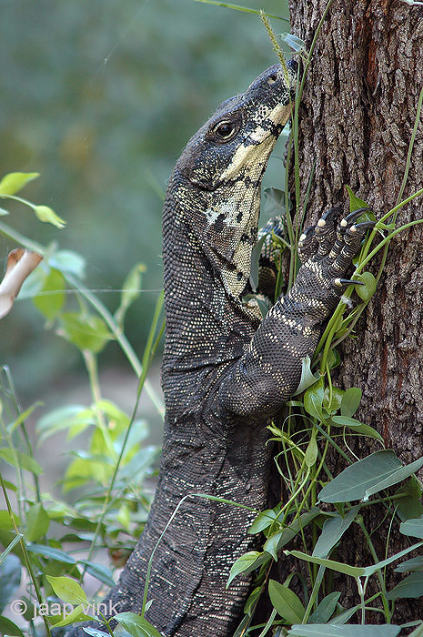 Lace Monitor - Bonte Varaan - Varanus varius