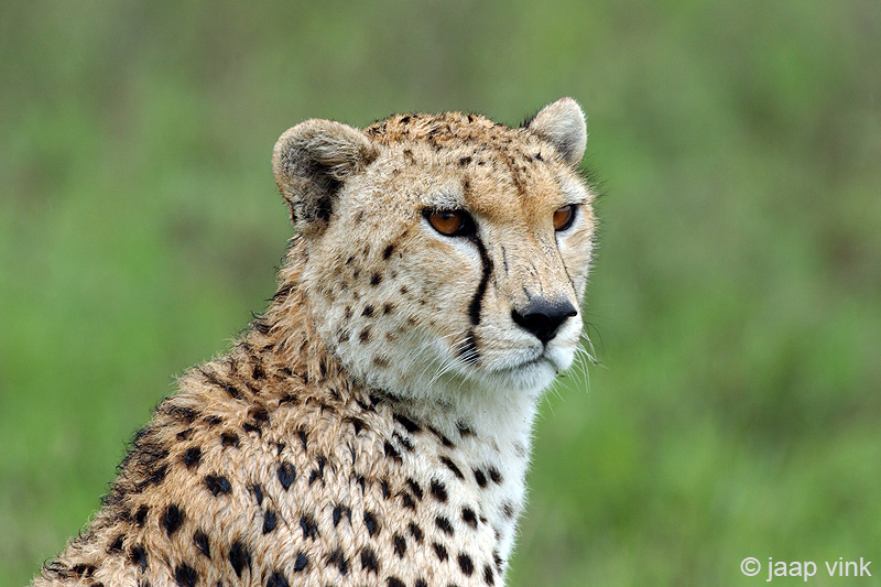 Cheetah - Jachtluipaard - Acinonyx jubatus