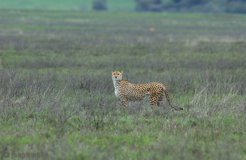 Cheetah - Jachtluipaard - Acinonyx jubatus