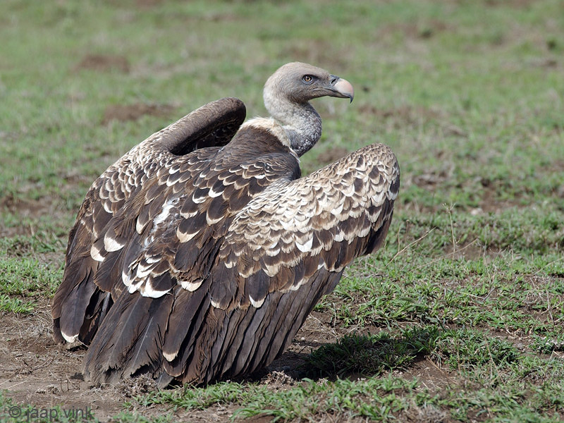 Rppells Griffon Vulture - Rppells Gier - Gyps ruepellii
