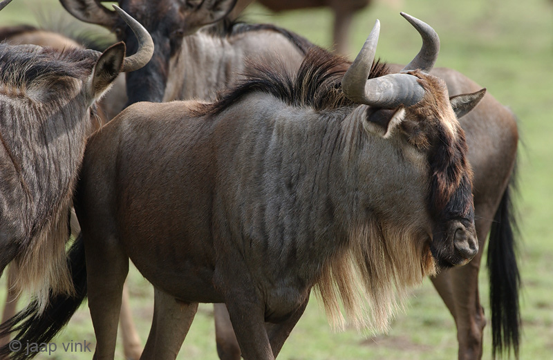 Blue Wildebeest - Blauwe Gnoe - Connochaetes taurinus
